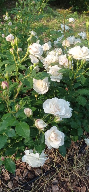 A garden outside Il Pettirosso