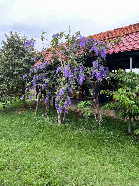 Vườn quanh Hương Sen Quán - Tây Ninh