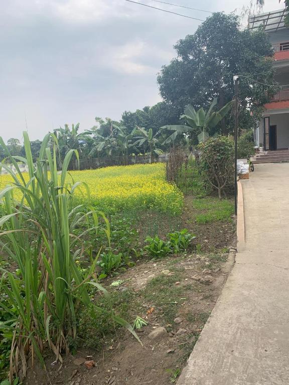 Chitwan Comforts Apt 2外面的花园