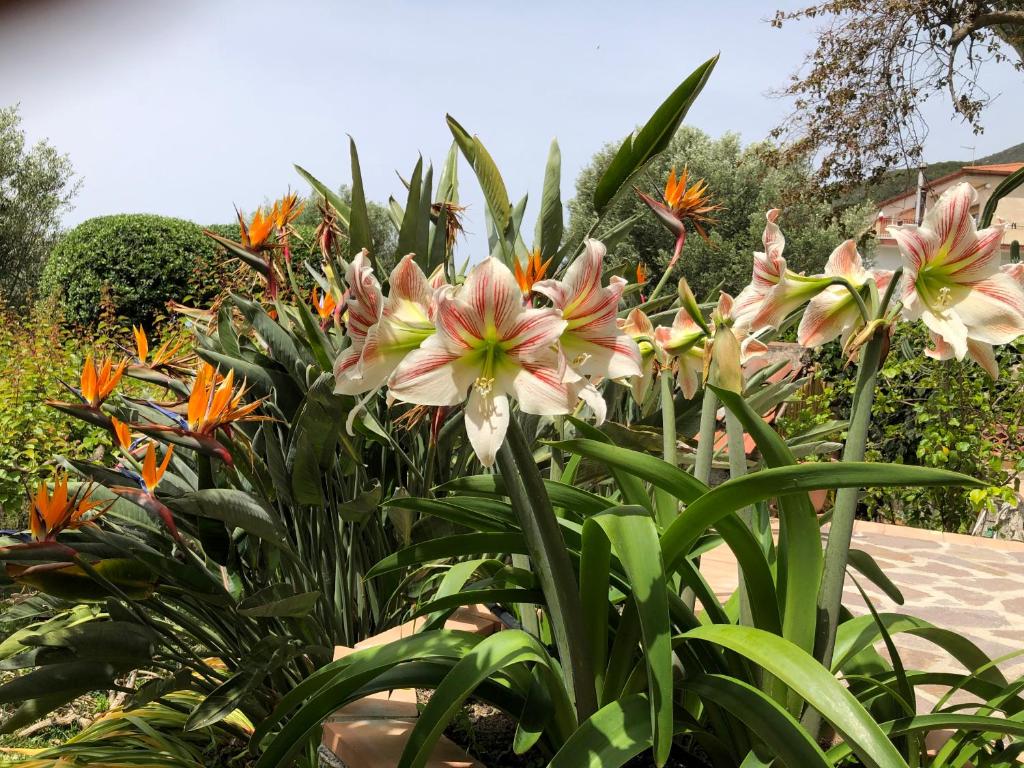 A garden outside Il Vicolo Palinuro