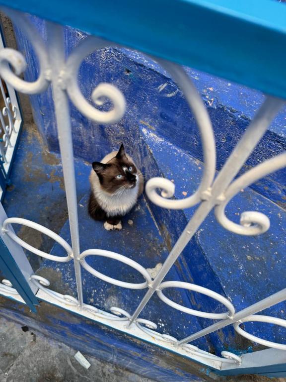 Animales en el albergue o alrededores