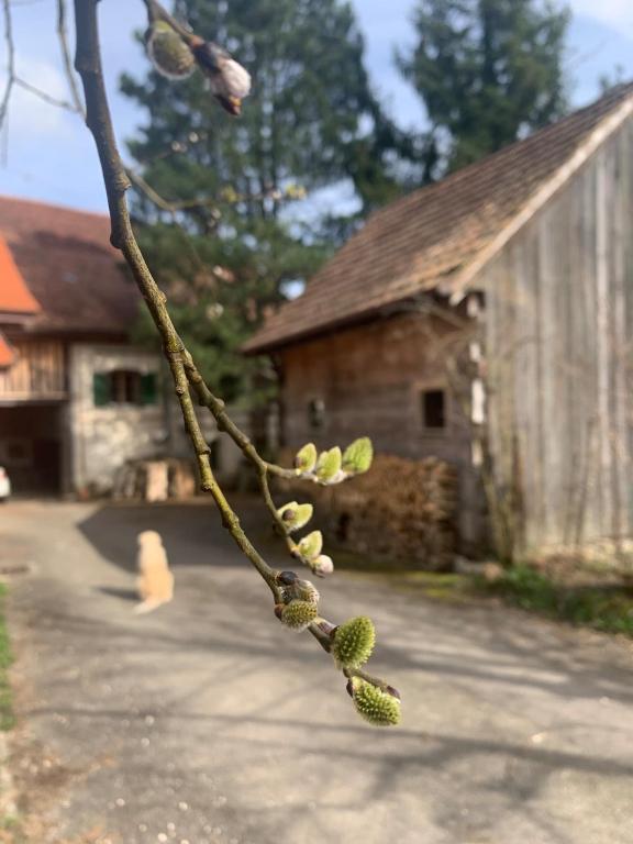 Hoone, kus Palkmajake asub