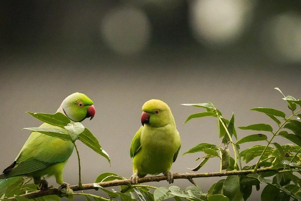 Lady Gordons Homestay - 5