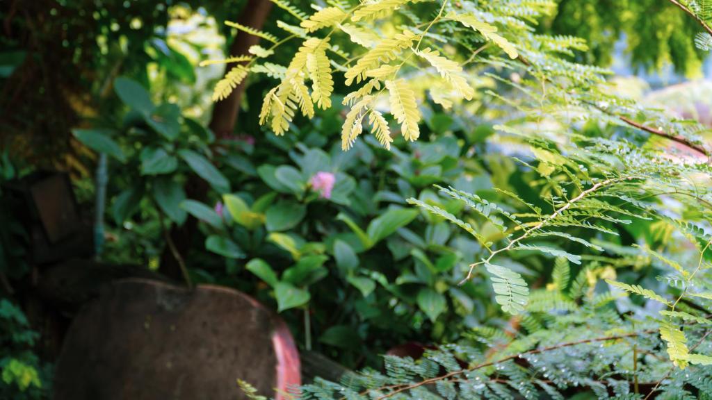 Vrt pred nastanitvijo HARMONY Botanic