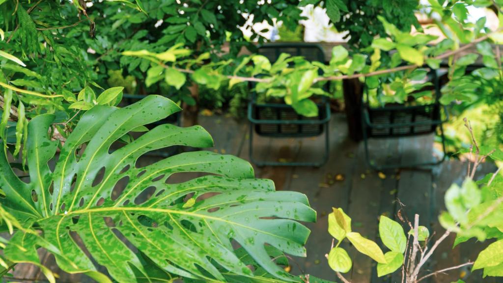 Vrt pred nastanitvijo HARMONY Botanic