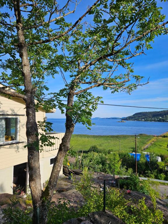 a tree next to a house with a view of the water at Utsikten Bjerkøya - Where the View Meets the Sea, app 1h from Oslo in Holmestrand