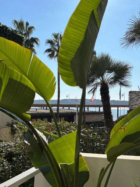 een plant met grote groene bladeren voor het strand bij Palm Beach front de mer in Cannes