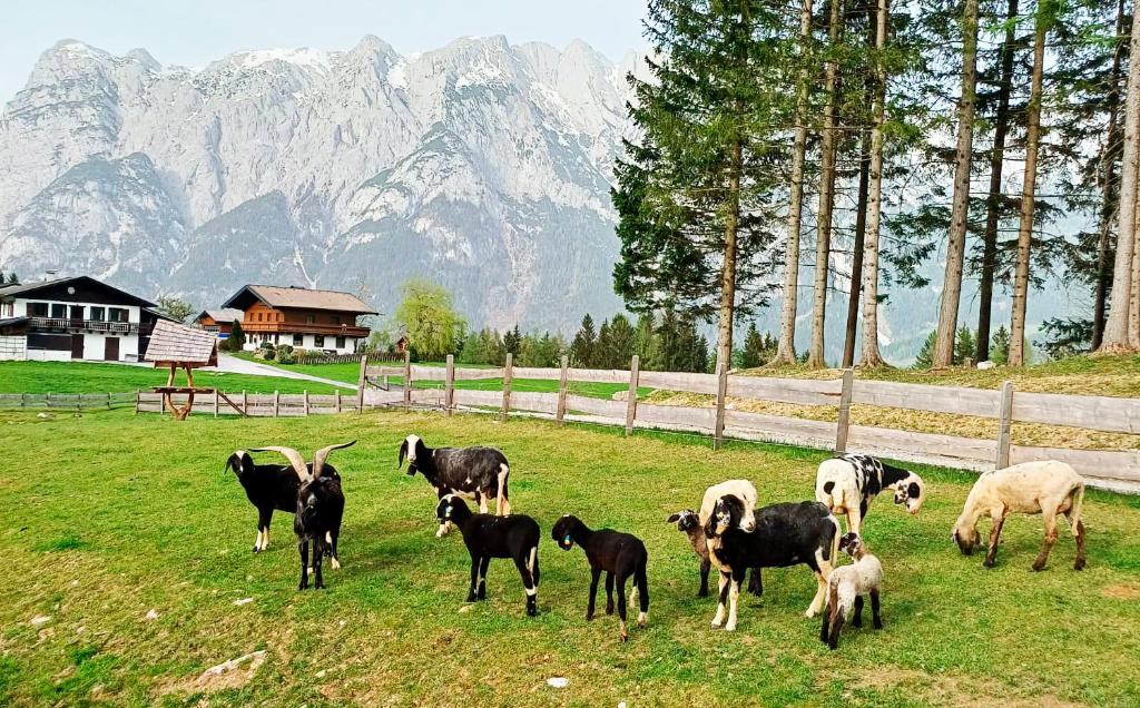 Zvířata v apartmánu nebo okolí