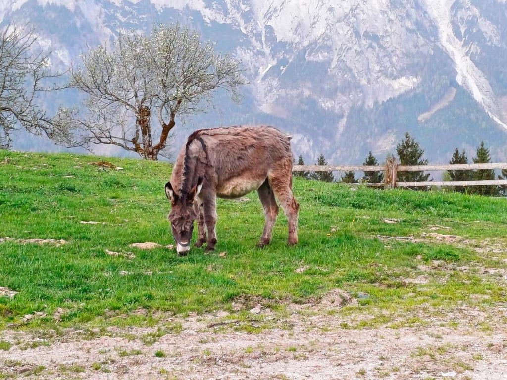 Zvířata v apartmánu nebo okolí