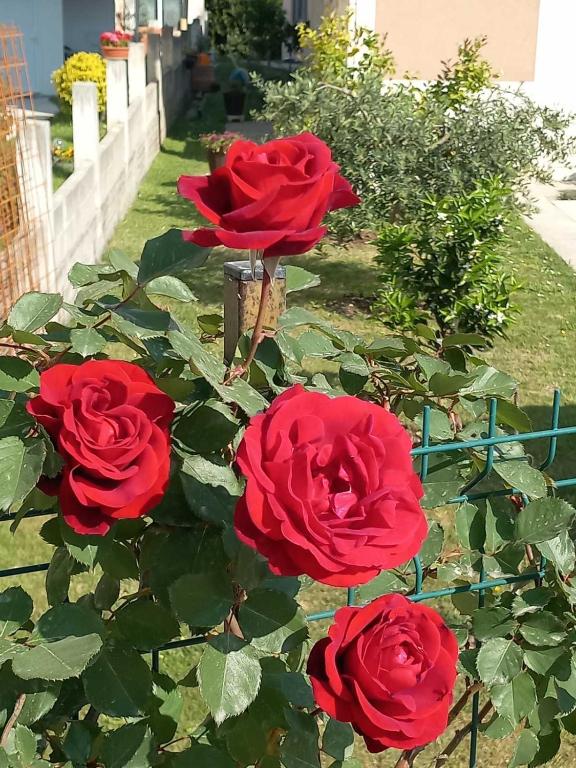Zahrada ubytování Apartmani Markovic-jednosoban