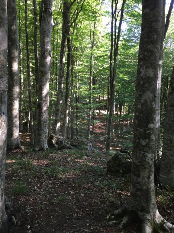 Príroda v okolí apartmánu