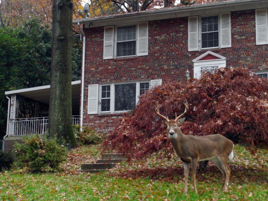 un ciervo parado frente a una casa en Private Retreat Apartment in DC en Washington