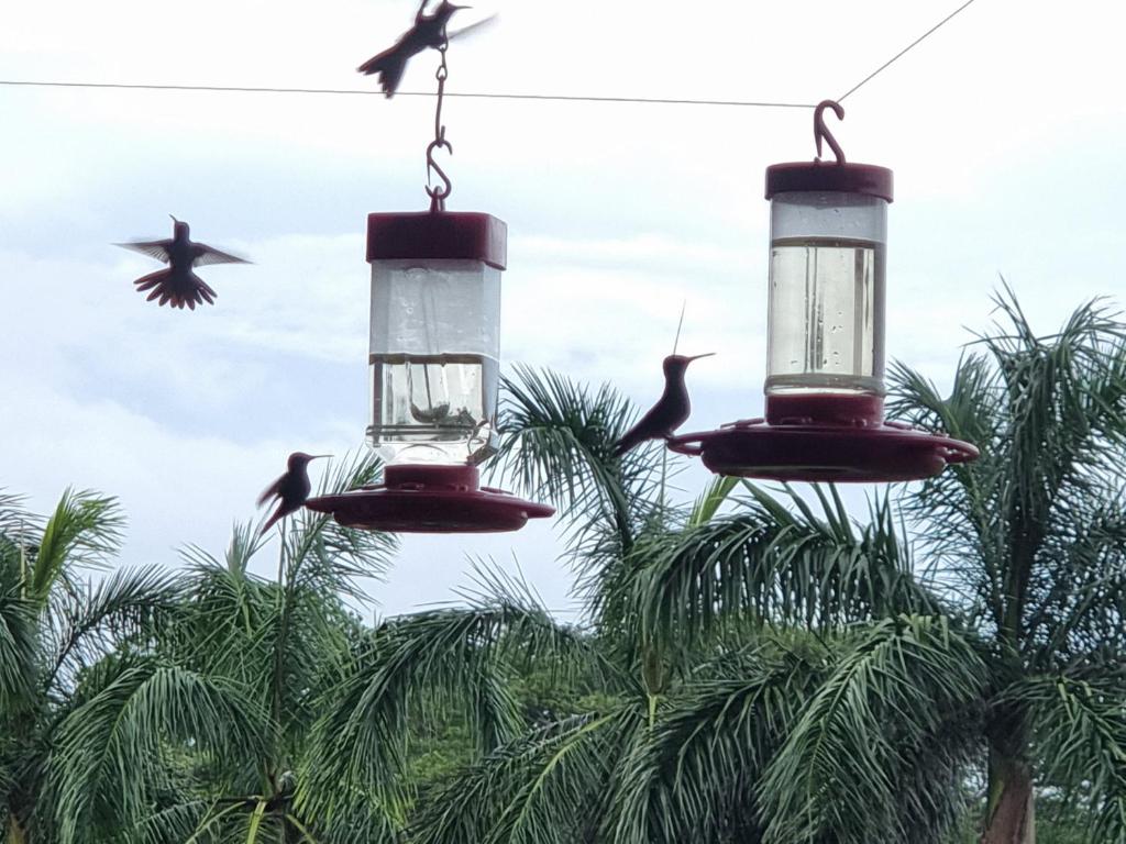 Fotografie z fotogalerie ubytování Hummingbird Inn Pedasi v destinaci Punta Toro