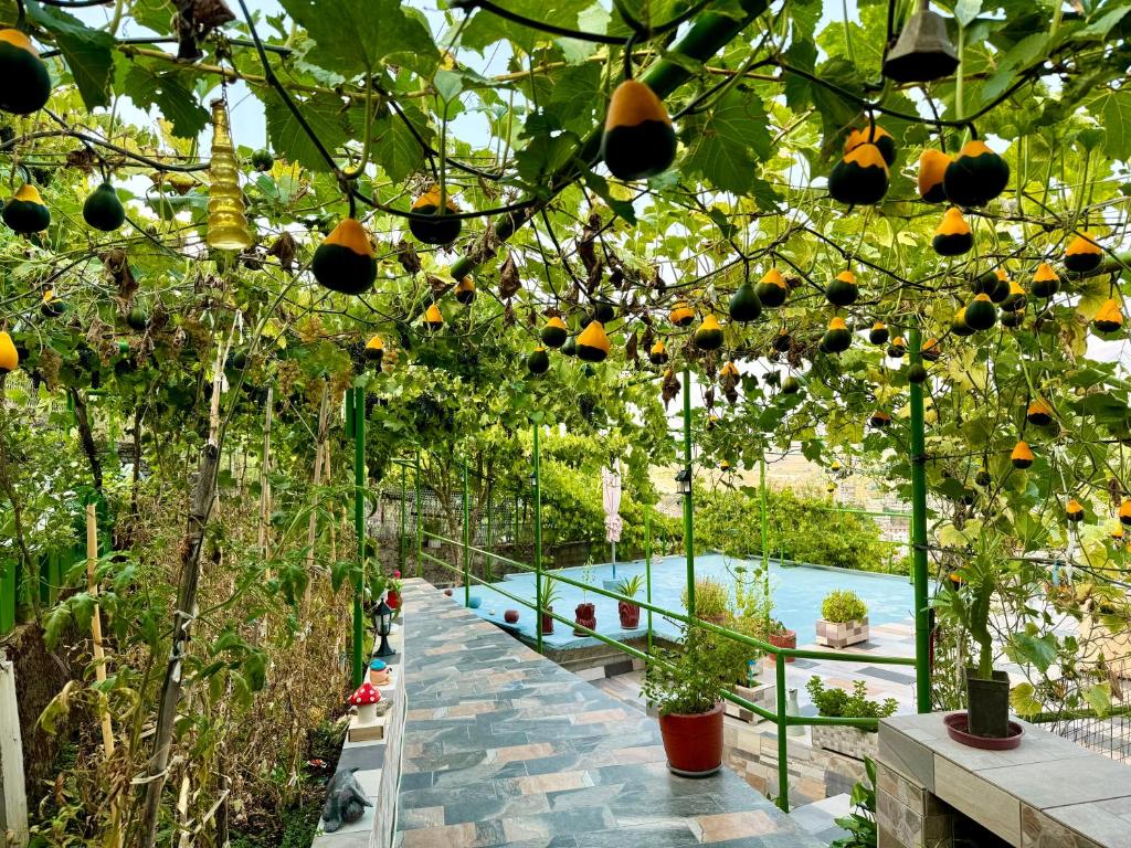 Zahrada ubytování Panoramic View Guest House