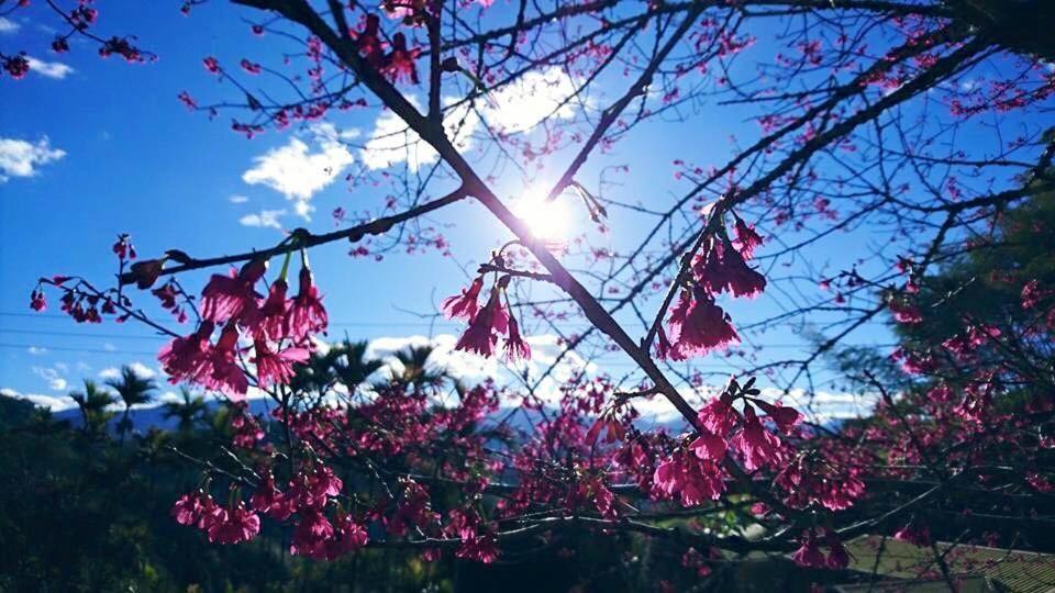 番路鄉的住宿－仲明居陶藝坊住宿加早餐旅館，树枝上有一棵树枝,上面有粉红色的花