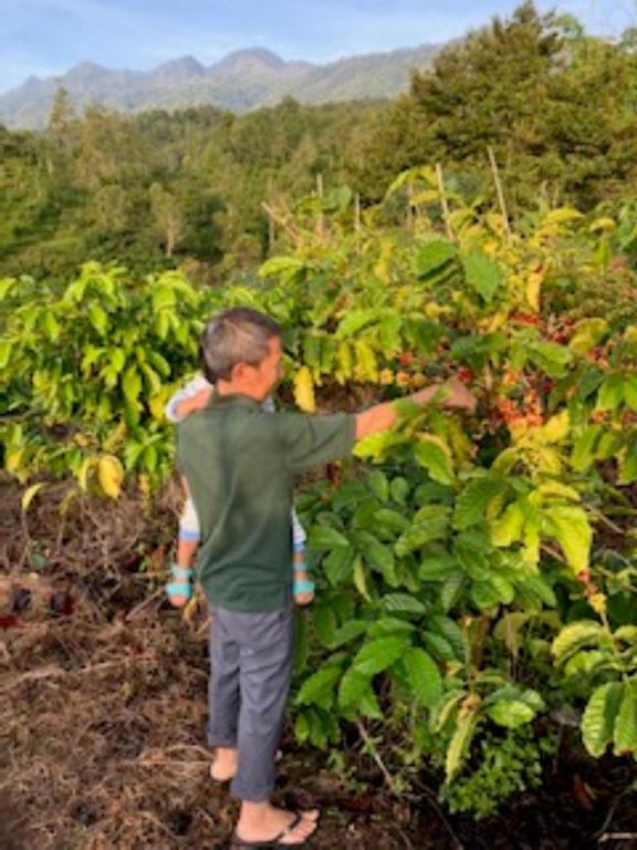 ein Mann, der in einem Pflanzenfeld steht in der Unterkunft Farm House , Mountain View, Coffee Vegetable Farm BATU CITY in Tlekung