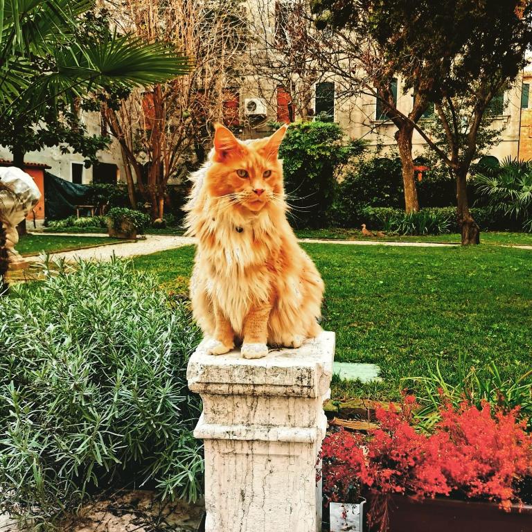 Domácí mazlíčci ubytovaní s hosty v ubytování Cinqueteste Luxury Home