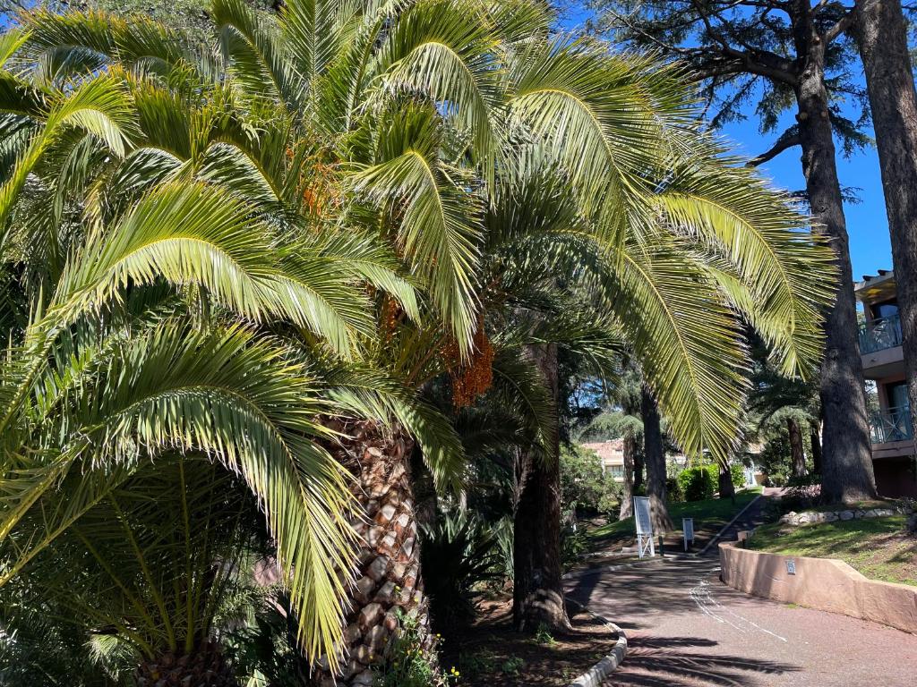 Vonkajšia záhrada v ubytovaní CANNES Appartement Duplex Piscine VUE Mer WIFI PARKING CLIM