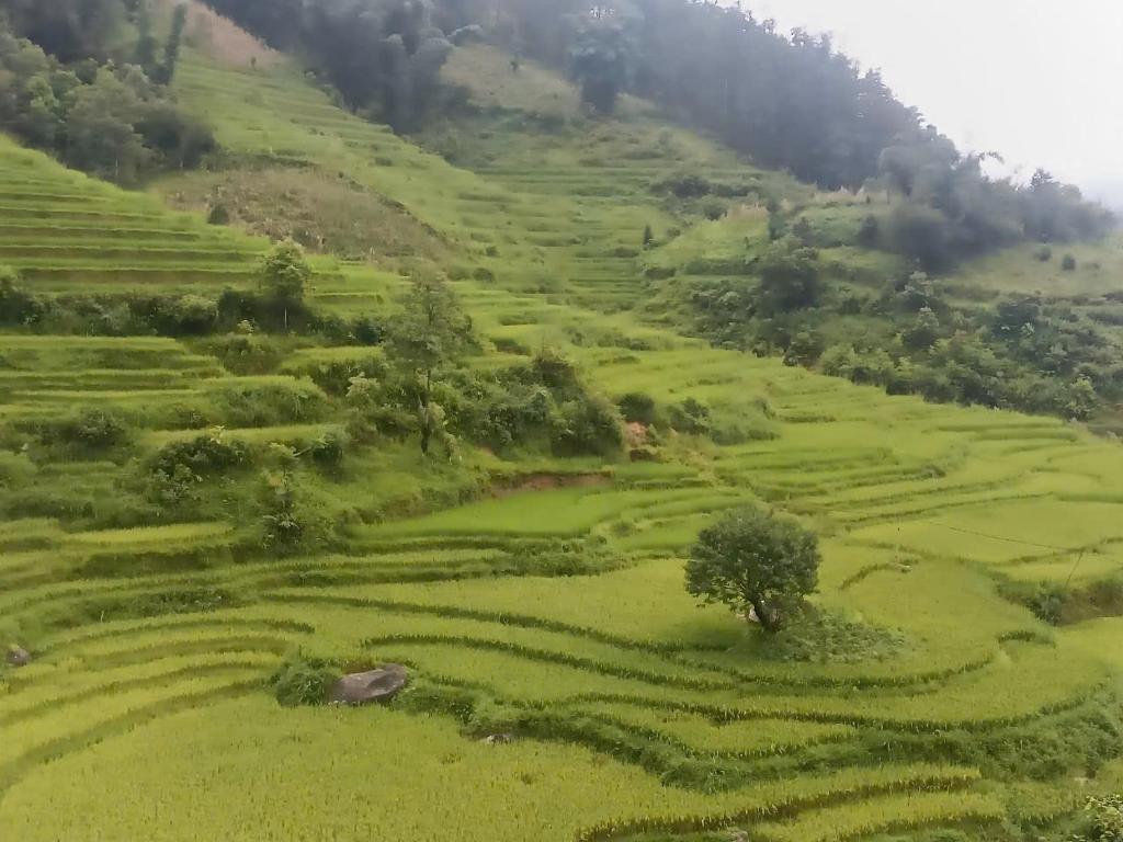 a green hillside with terraced fields and trees at Ta Phin Stone Mountain Homestay in Sa Pa