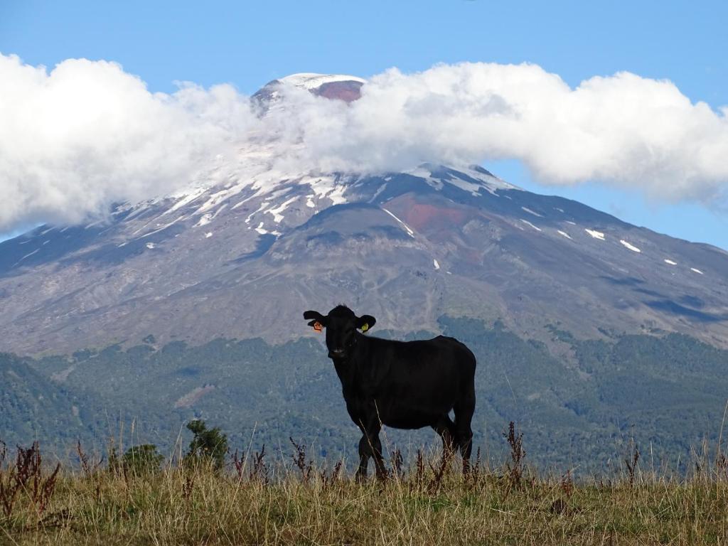 Animais na casa de hóspedes ou nos arredores