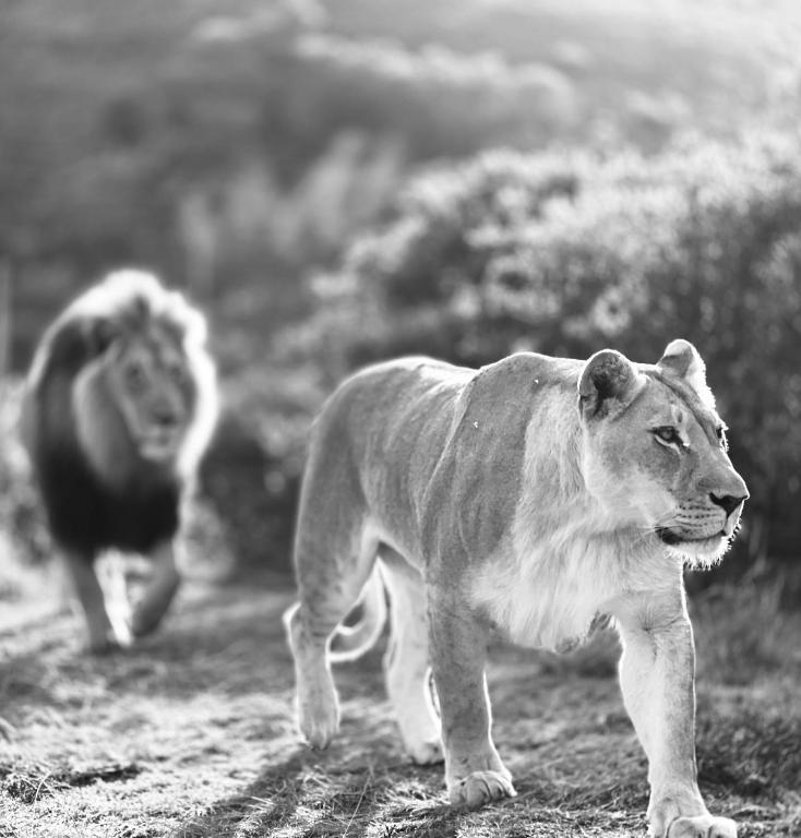 モッセル・ベイにあるGarden Route Safari Campの野を歩く獅子と獅子
