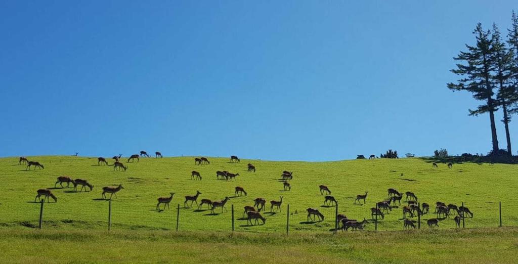 Aorangi Peak Cabins 7 by Tiny Away - Resim 17