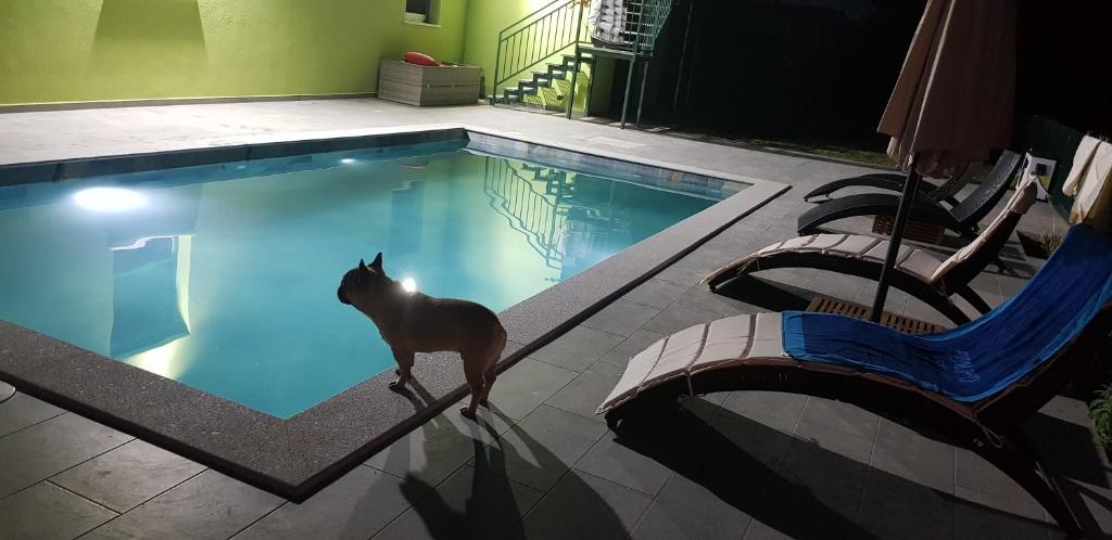 a horse standing in a swimming pool at night at Apartment Maja in Labin
