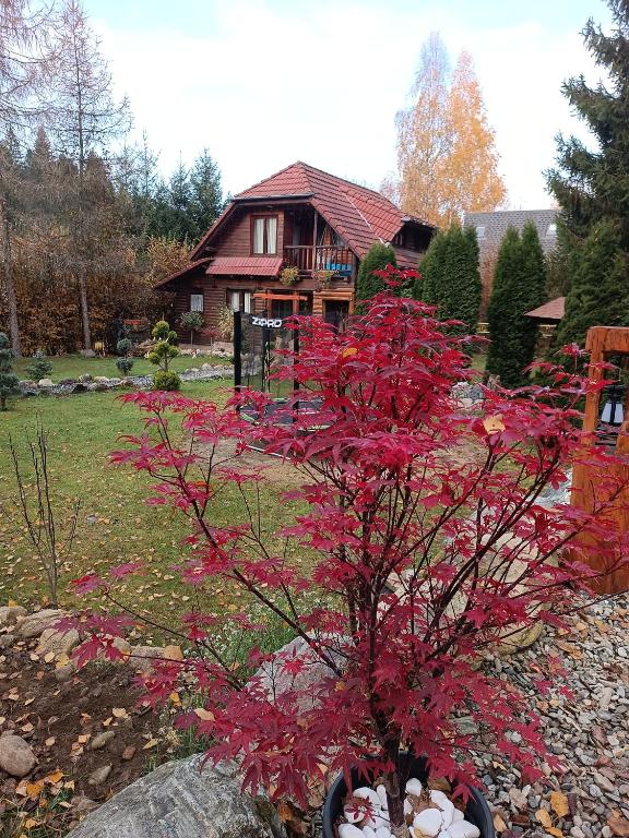 a plant with red leaves in front of a house at Coliba Padurarului in Porumbacu de Jos