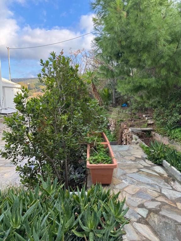 Zahrada ubytování Sounio Studio refurbished