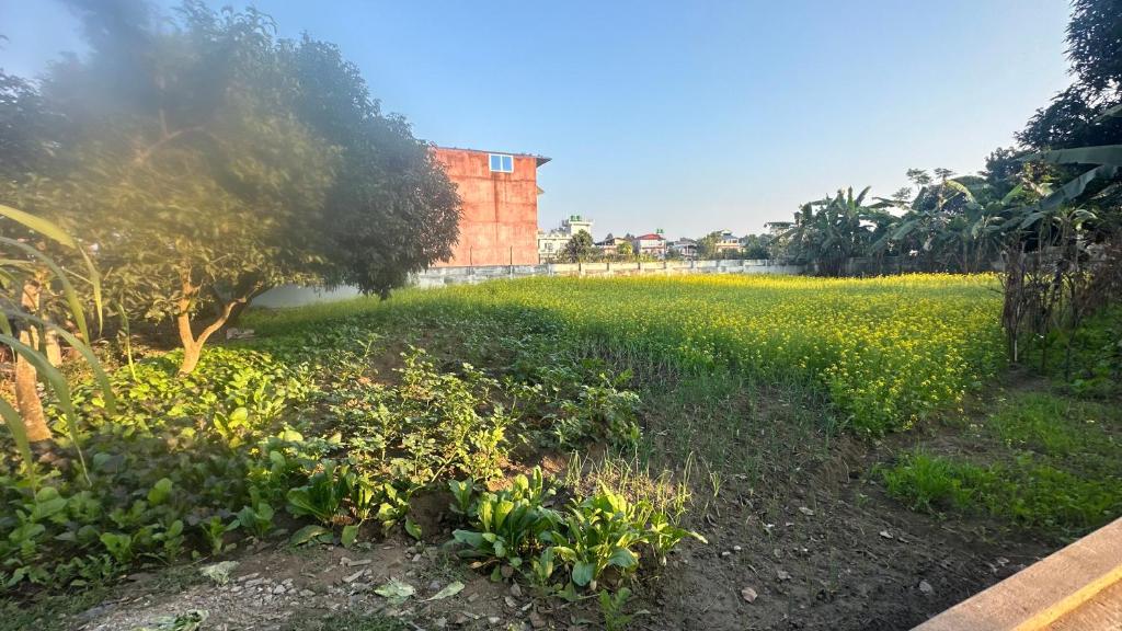 Chitwan Comforts Apt 2外面的花园
