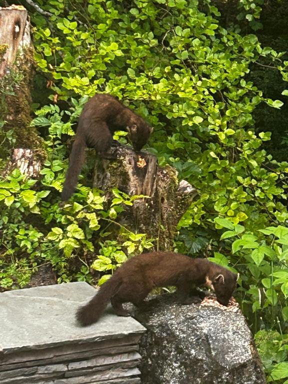two black bears are standing on a rock at Aldernaig Mill in Invergarry