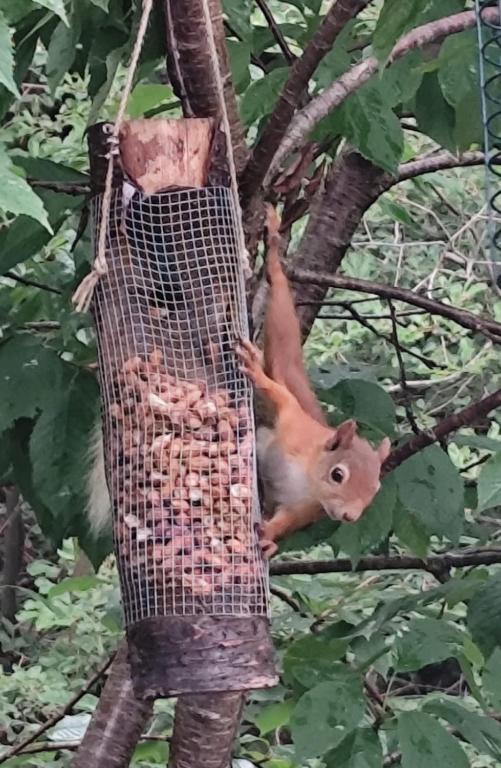 a squirrel eating food from a bird feeder on a tree at Aldernaig Mill in Invergarry