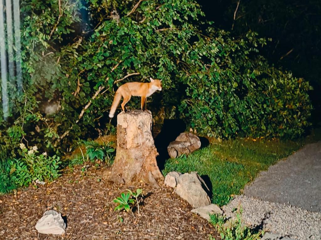 a fox standing on top of a tree stump at Aldernaig Mill in Invergarry