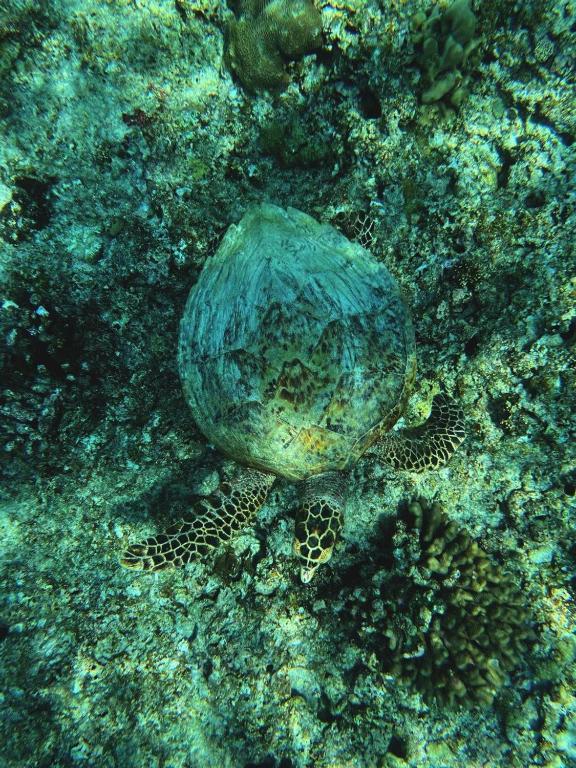 Fotografie z fotogalerie ubytování Island life Home Stay v destinaci Himmafushi