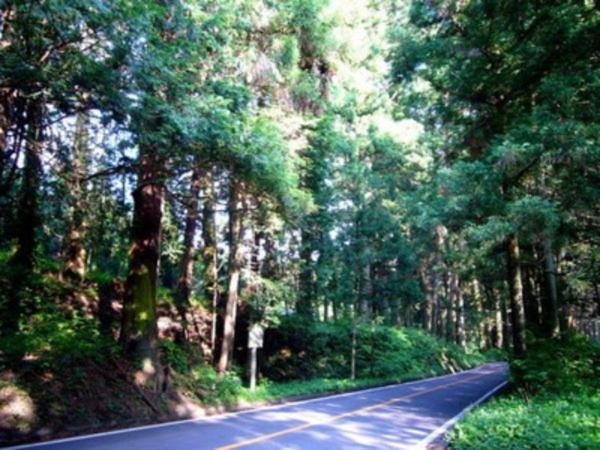 a road in the middle of a forest of trees at Hotel Famitic Myojin in Nikko