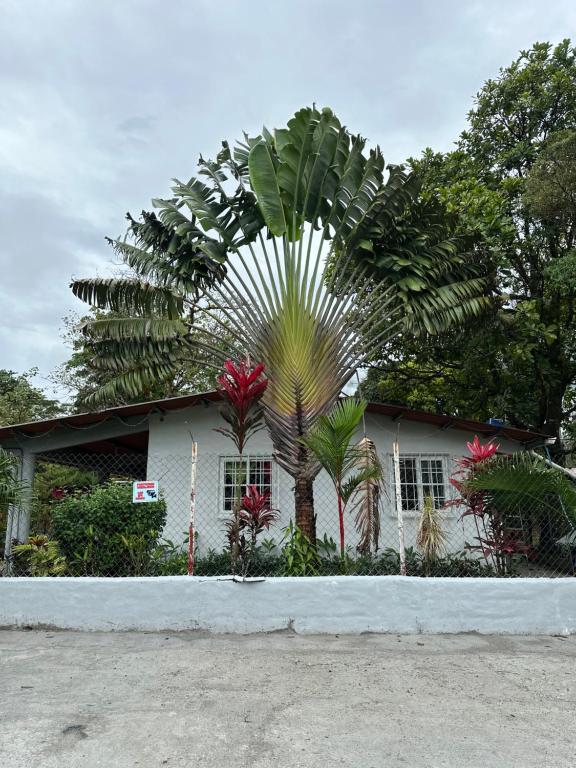 a palm tree in front of a house at Hostal Lopez El Valle Cabañas in El Valle