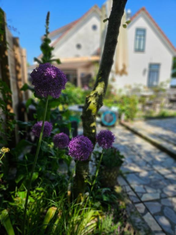 Zahrada ubytování Logement Hellevoetsluis