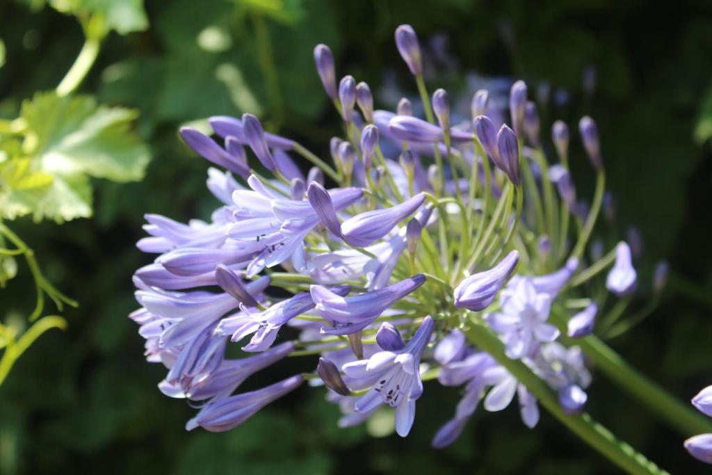 Zahrada ubytování B&B les Agapanthes