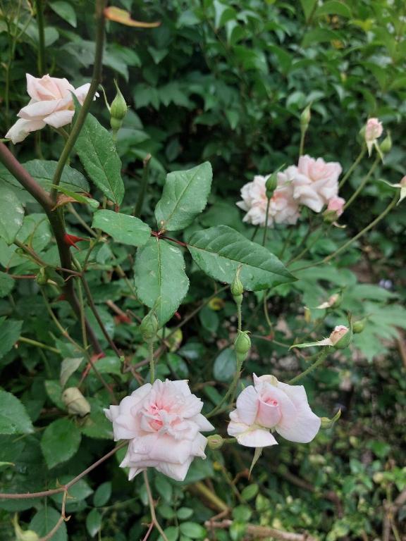 Casa con jardín y parrillero en El Tesoro La Barra
