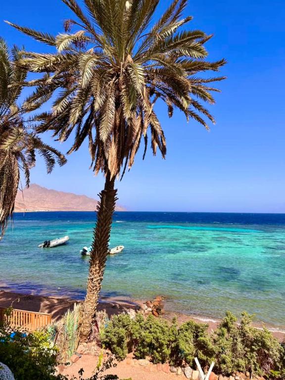 a palm tree on a beach with boats in the water at ايارو نوب-iaru nub in Dahab