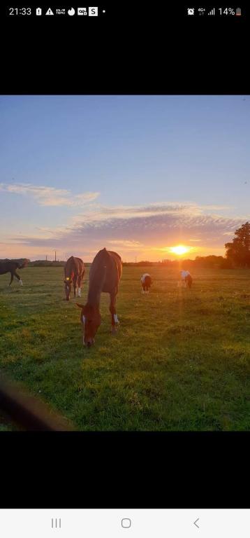 un groupe de vaches pacant dans un champ au coucher du soleil dans l'établissement Grande maison au calme, à Véretz