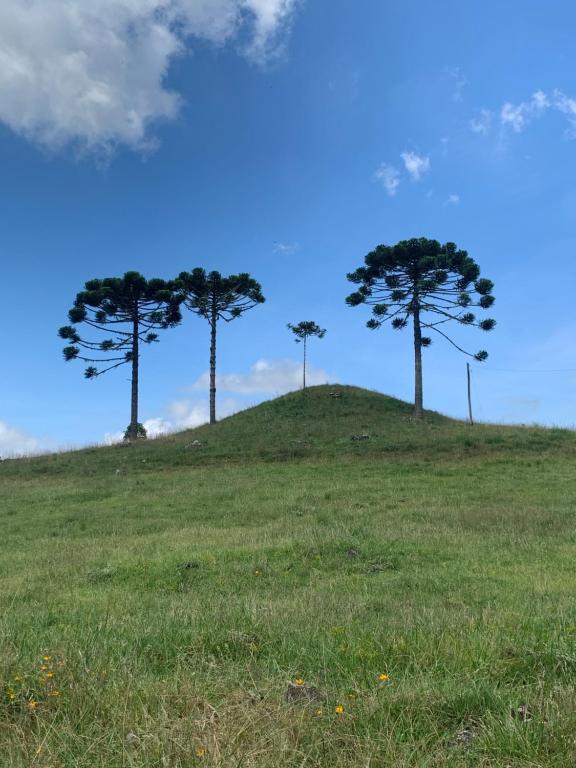 two trees on top of a grassy hill at POUSADA FAZENDA PAIM in São José dos Ausentes