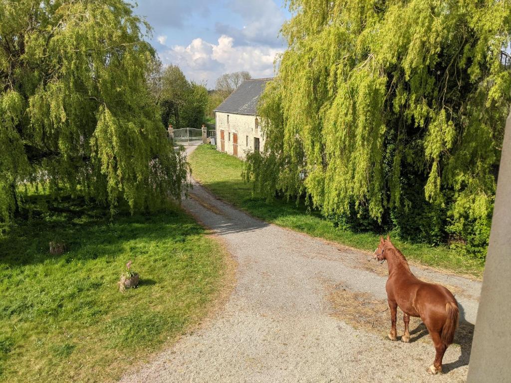 a horse standing in the middle of a dirt road at Ferme de Franqueville in Sainte-Marie-du-Mont