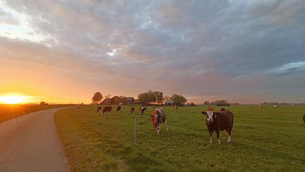 a herd of cows standing in a field at sunset at Boerenerf Lodge - Erf 1 in Kampen
