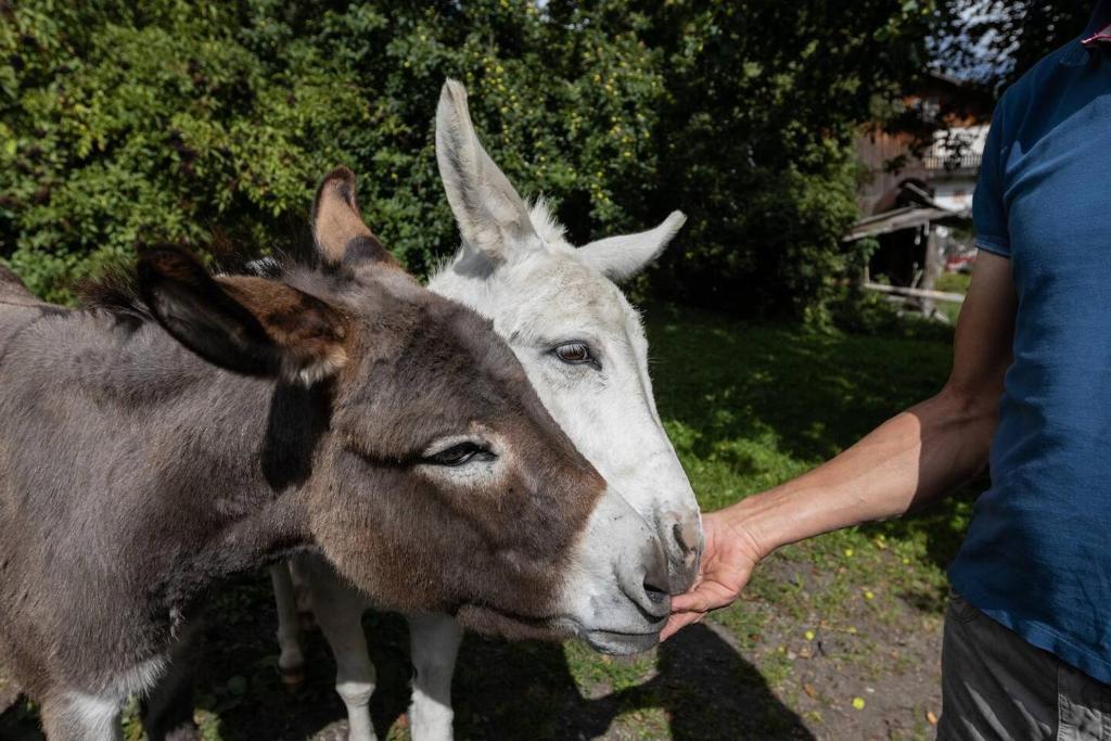 Zvířata v apartmánu nebo okolí