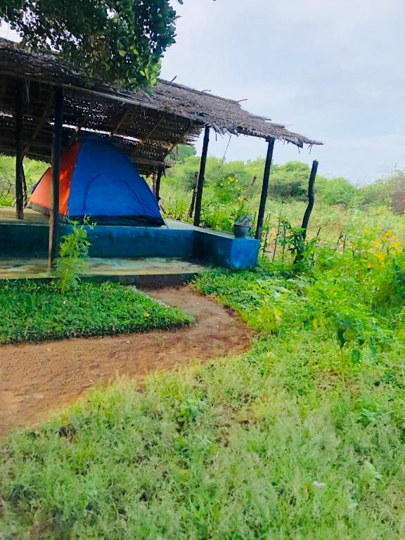 Zahrada ubytování Safari village yala