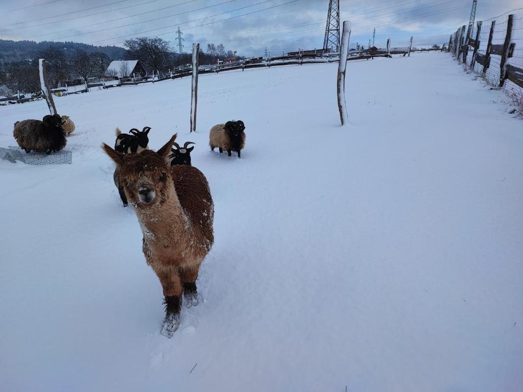 Apartmán na statku Červený Kostelec - 13