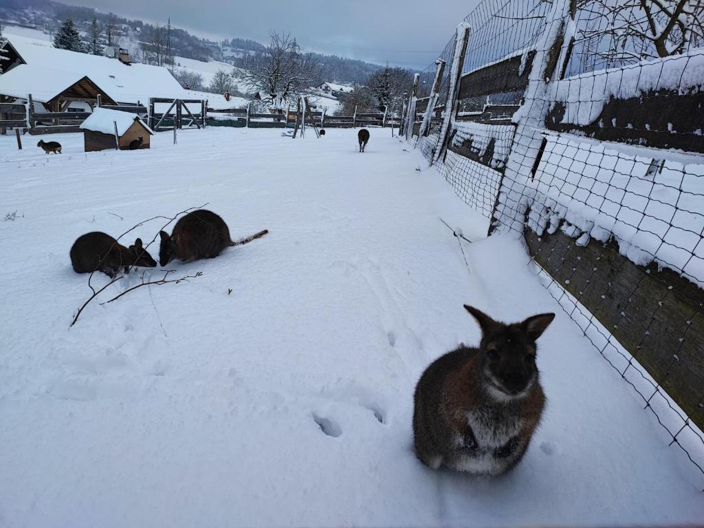 Apartmán na statku Červený Kostelec - 14