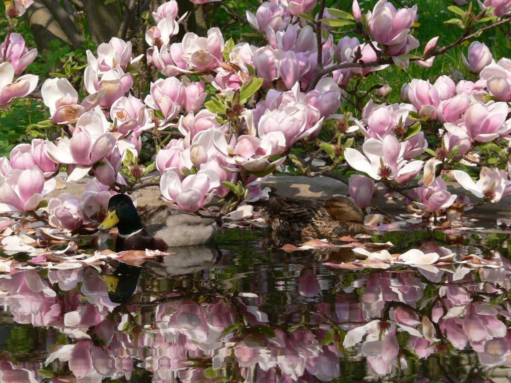 een roze magnolia boom met een eend in het water bij Ferienwohnung Villa am Stadtpark in Görlitz