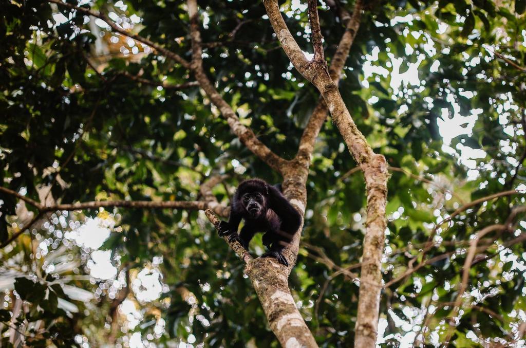 Fotografie z fotogalerie ubytování Jungle River Resort v destinaci Ojochal